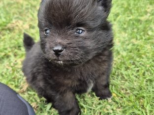 Pomeranian – Taylor Giddings