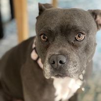 Staffordshire Bull Terrier – Ashgrove