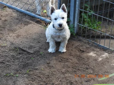 West Highland Terrier – Westiejoy