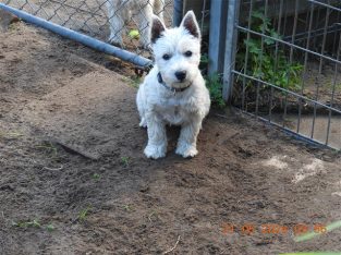 West Highland Terrier – Westiejoy