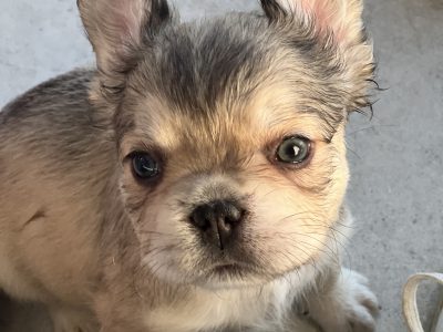 French Bulldog – Collingwood Park