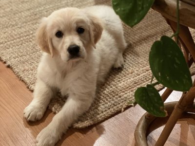 Golden Retriever – Mudgee