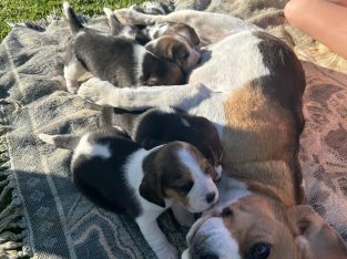 Beagle – Tamworth