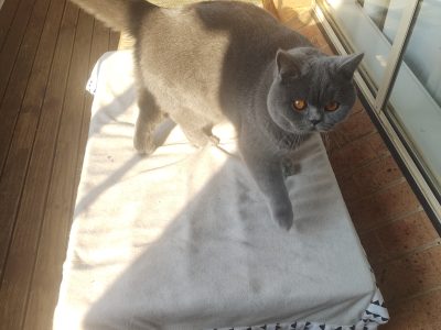 British Blue – Oberon