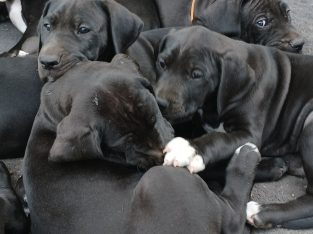 Great Dane – Tintinara