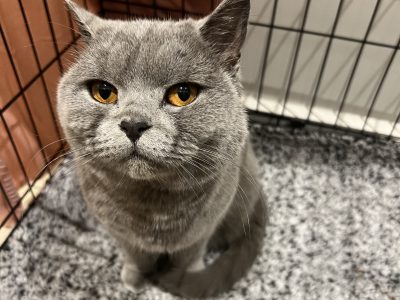 British Shorthair – Box Hill