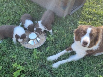 Border Collie – Burpengary