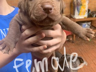 Neapolitan Mastiff – Kim