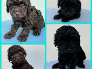 Toy Poodle – Gladstone Central