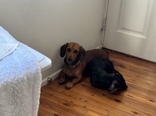 Dachshund – Strathpine