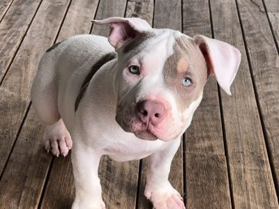 American Bulldog – Ellesmere