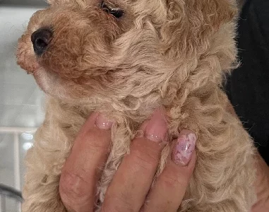 Bichoodle – Gracemere