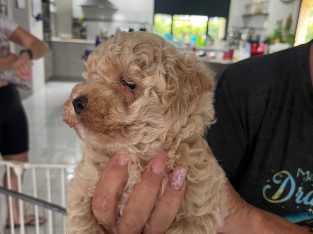 Bichoodle – Gracemere