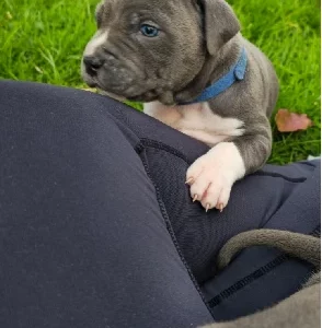 American Staffordshire Bull Terrier – Drouin
