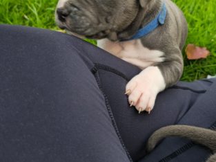 American Staffordshire Bull Terrier – Drouin