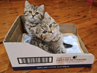 Scottish Shorthair – Murarrie