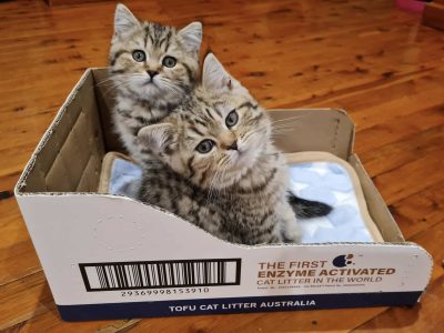 Scottish Shorthair – Murarrie