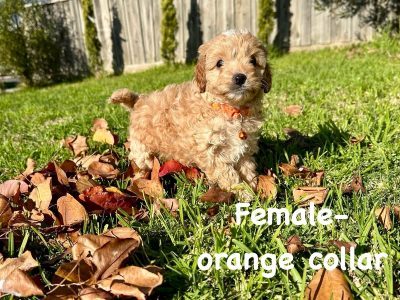 Cavoodle – Hillside