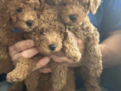 Poodle Mini – Upper Coomera