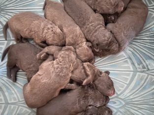 Chesapeake Bay Retriever – Gherang