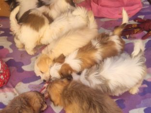 Havanese – South Coast