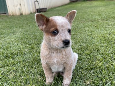 Australian Cattle Dog – Leeton