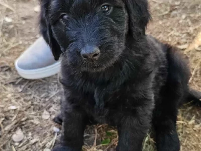 Groodle – Rochedale South