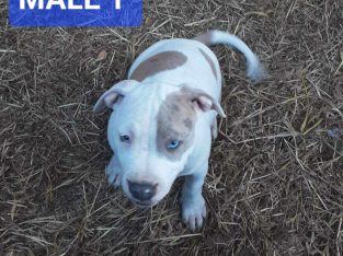 American Staffordshire Bull Terrier – Brad