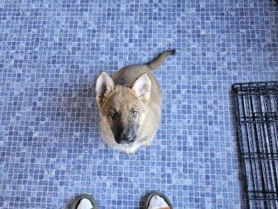 German Shepherd – Lalor