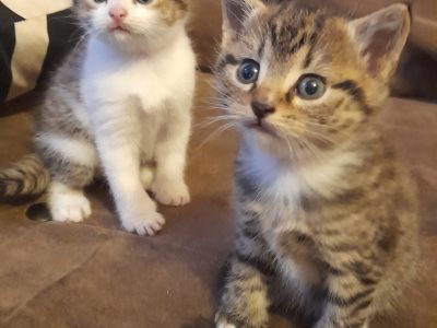 Other Cats – Arncliffe