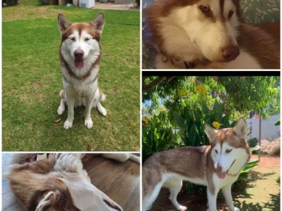 Alaskan Malamute – Murray Bridge