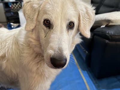 Maremma Sheepdog – Bendigo