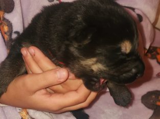 German Shepherd – Atwell