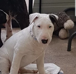 English Bull Terrier – Bacchus Marsh