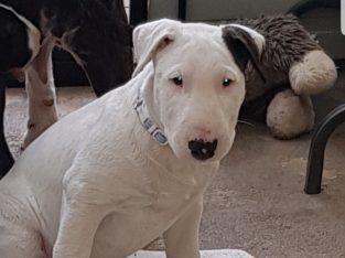 English Bull Terrier – Bacchus Marsh