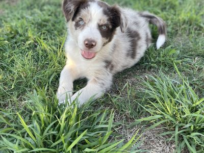 Border Collie – Tamworth