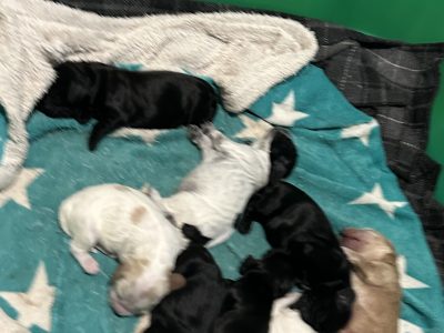 Cocker Spaniel – Geraldton