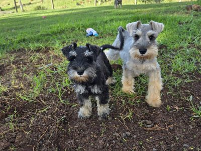 Schnauzer (Miniature) – Wollongbar