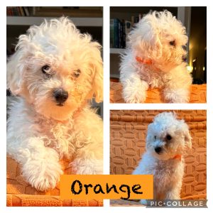 Bichoodle – Wagga Wagga