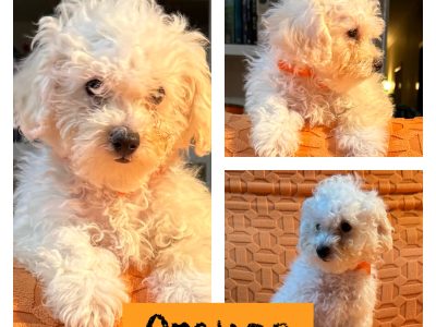 Bichoodle – Wagga Wagga