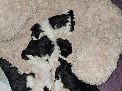 Shih Tzu – Forster