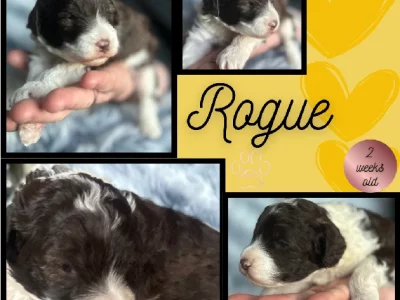 Labradoodle – Ingleburn