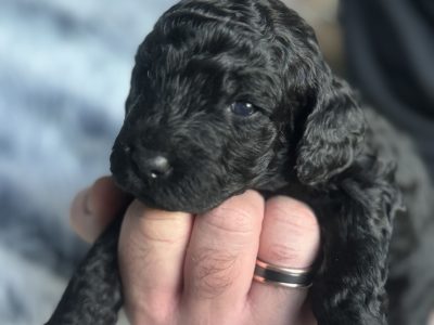 Groodle – Ingleburn