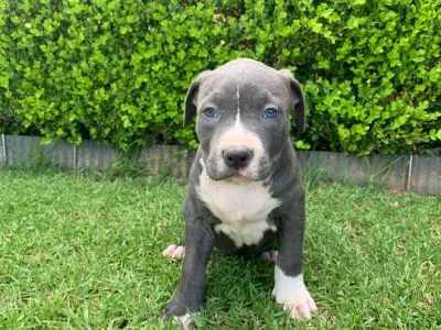 American Staffordshire Bull Terrier – Maitland