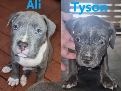 American Staffordshire Bull Terrier – Padbury