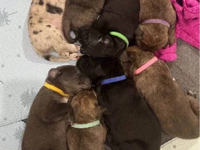 Beautiful Great Dane/Mastiff puppies