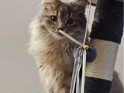 British Shorthair – Blacktown