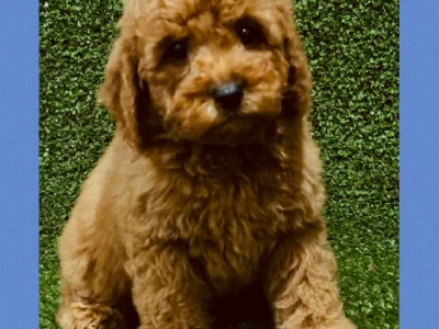 Cavoodle – Glenhaven