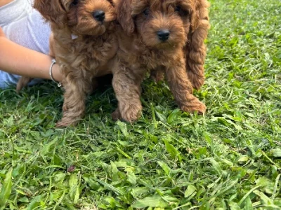 Cavoodle – Jacobs Well