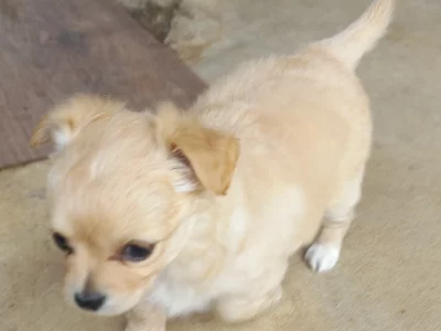 Chihuahua – Bendigo